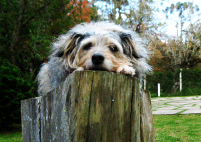 1193776_29771708-sad-dog 1193776_29771708-sad-dog